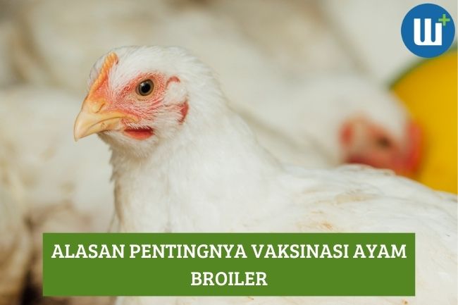 Alasan Mengapa Vaksinasi Ayam Broiler itu Penting!